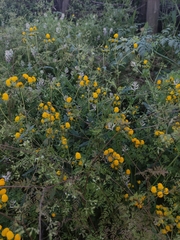 Calceolaria