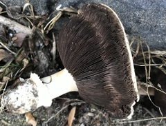 Agaricus bitorquis