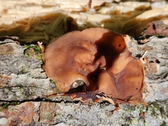Peziza