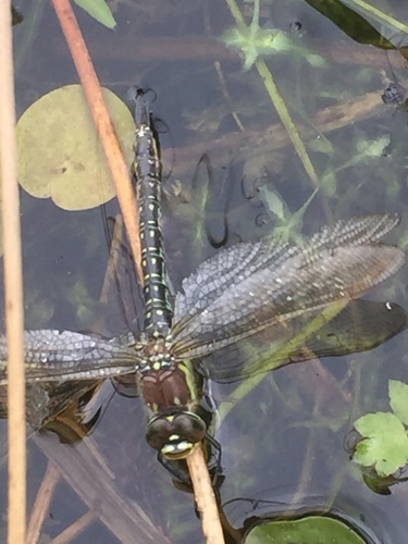 Hairy Dragonfly, De Wieden - Kiersche Wijde West, photo 7 of 10
