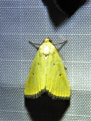 Marimatha nigrofimbria