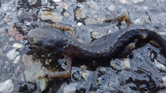 Ichthyosaura alpestris