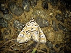 Elophila interruptalis