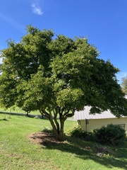 Crataegus crus-galli