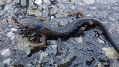 Ichthyosaura alpestris