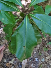 Magnolia