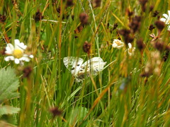 Parnassius apollo