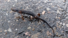 Ichthyosaura alpestris