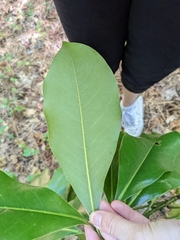Magnolia
