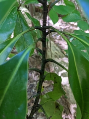 Magnolia
