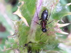 Camponotus