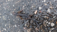 Ichthyosaura alpestris