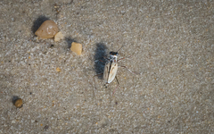 Habroscelimorpha dorsalis