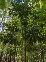 Magnolia