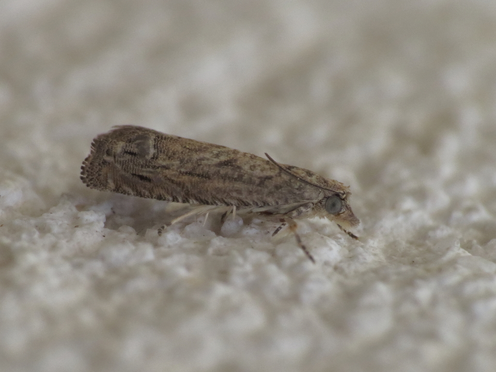 Selania resedana