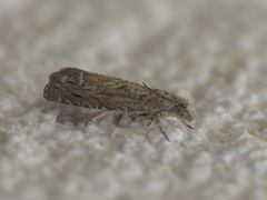 Selania resedana