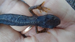 Ichthyosaura alpestris