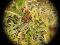 Gomphocerus sibiricus