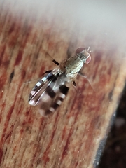 Trixoscelis chilensis