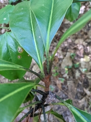 Magnolia