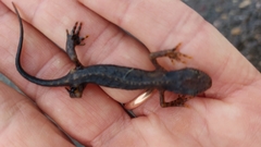 Ichthyosaura alpestris