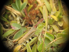 Gomphocerus sibiricus