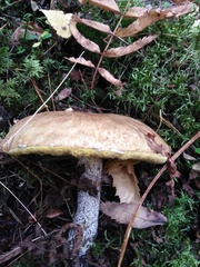 Suillus acidus
