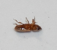 Tropicus pusillus