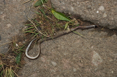 Elapomorphus quinquelineatus