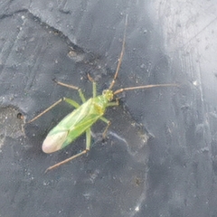 Blepharidopterus angulatus