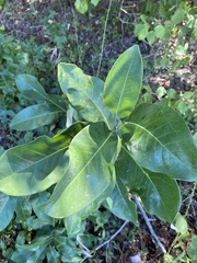 Phyllocnistis magnoliella