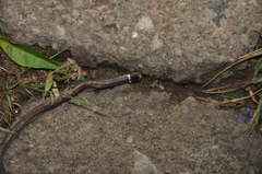 Elapomorphus quinquelineatus