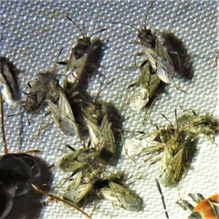 Nysius raphanus