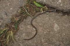 Elapomorphus quinquelineatus