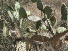 Opuntia littoralis