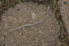 Elapomorphus quinquelineatus