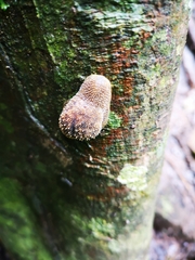 Ariophantidae