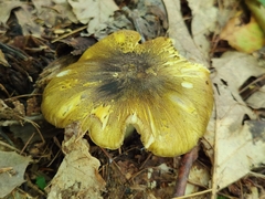 Tricholoma subsejunctum