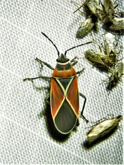 Neacoryphus bicrucis