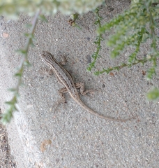 Sceloporus cowlesi
