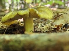 Tricholoma subsejunctum