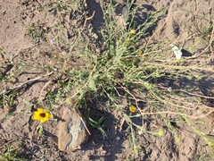 Helianthus laciniatus