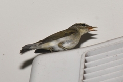 Phylloscopus borealis