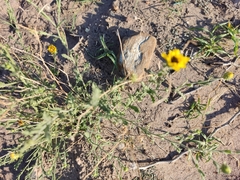 Helianthus laciniatus