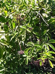 Sambucus