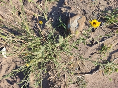 Helianthus laciniatus