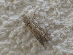 Selania resedana