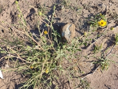 Helianthus laciniatus