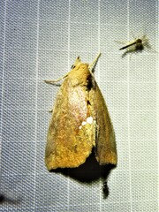 Hypsoropha hormos
