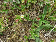 Fragaria viridis